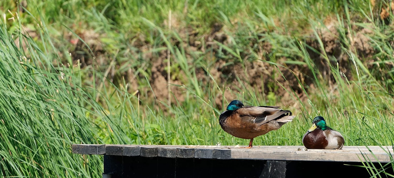 A mallard resting on a wooden fishing jetty among tall grass