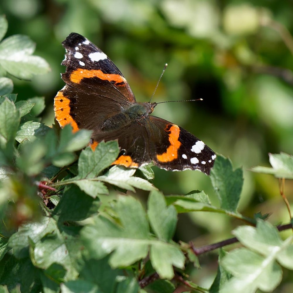 Red admiral butterfly resting on hedgerow leaves