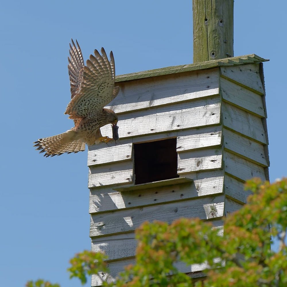 Kestrel arriving at a timber nest box on the edge of the site