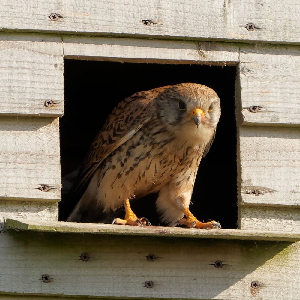 Kestrel looking out from the opening of a timber nest box
